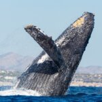 Humpback,Whale,In,Its,Full,Glory,Around,The,Pacific,Ocean
