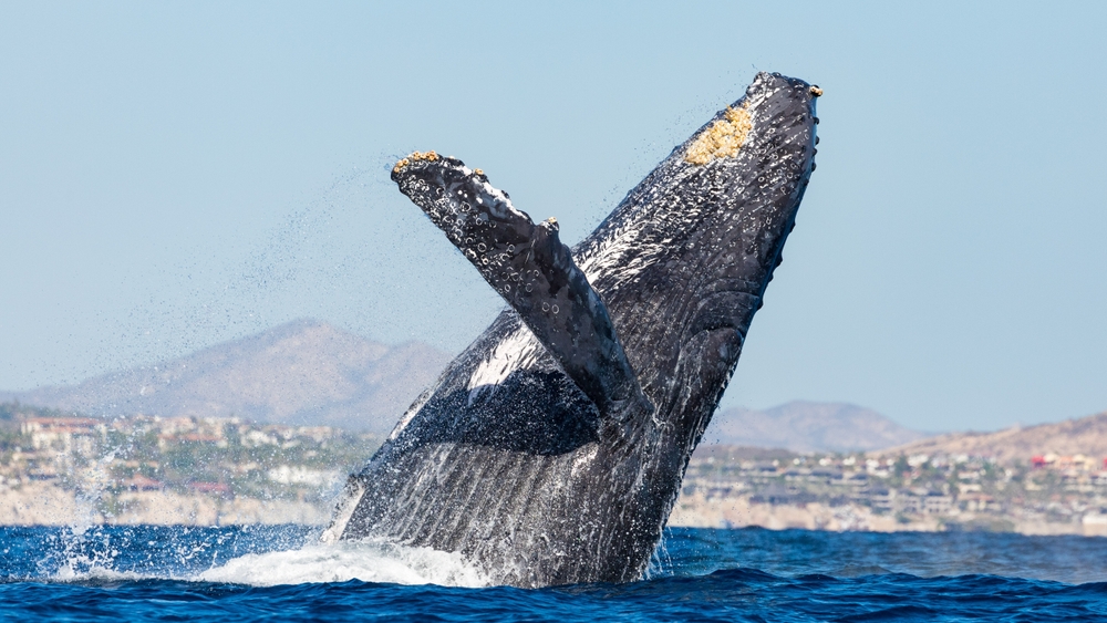 Humpback,Whale,In,Its,Full,Glory,Around,The,Pacific,Ocean